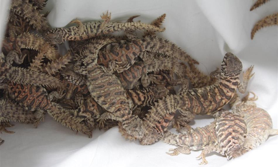 2014-10-21-941CITES 10.jpg